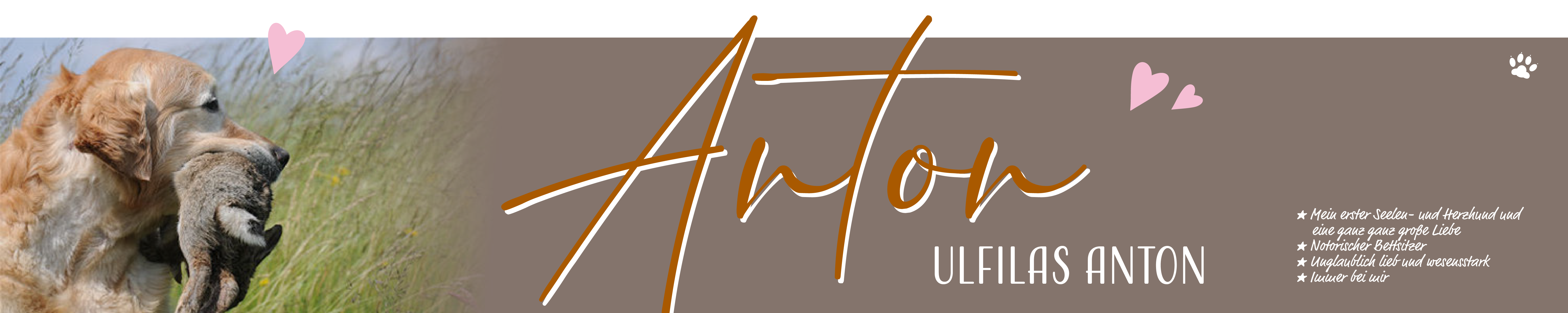 Ulfilas Golden Retriever