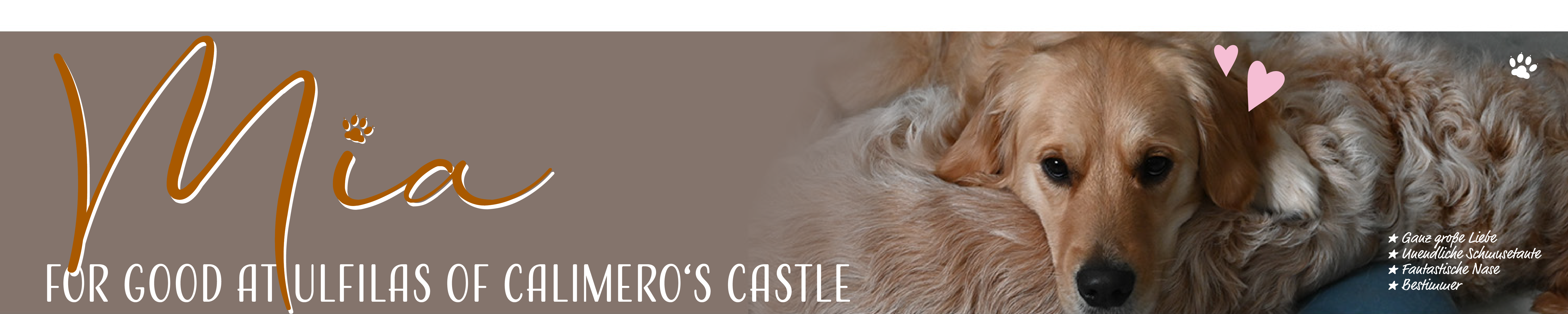 Ulfilas Golden Retriever