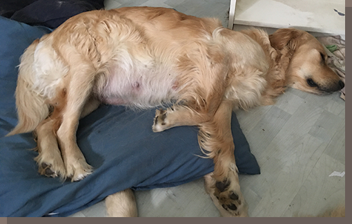 Manchmal wirkt sie wie ein gestrandeter Wal ...