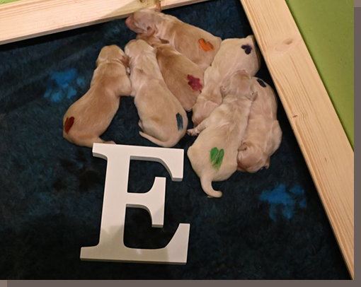 Die sieben E-chen, gerade geboren