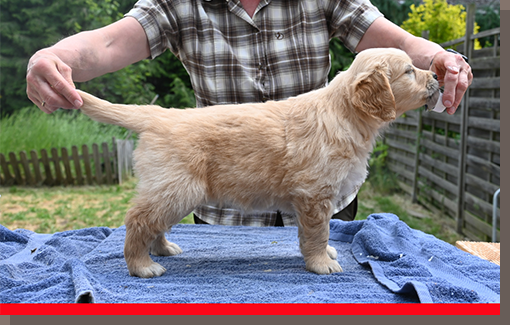 Brunhilde mit 6 Wochen