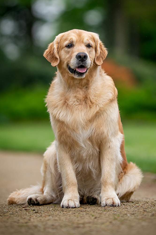 EnZo, der Papa des E-Wurfs
