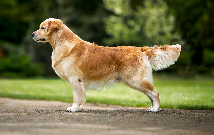 EnZo, der Papa des E-Wurfs