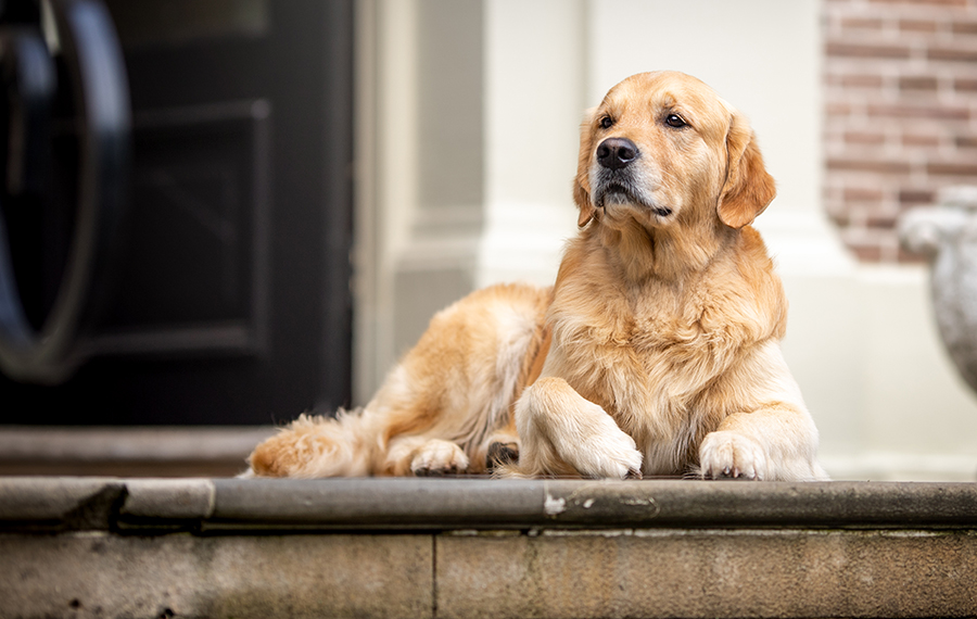 EnZo, der Papa des E-Wurfs
