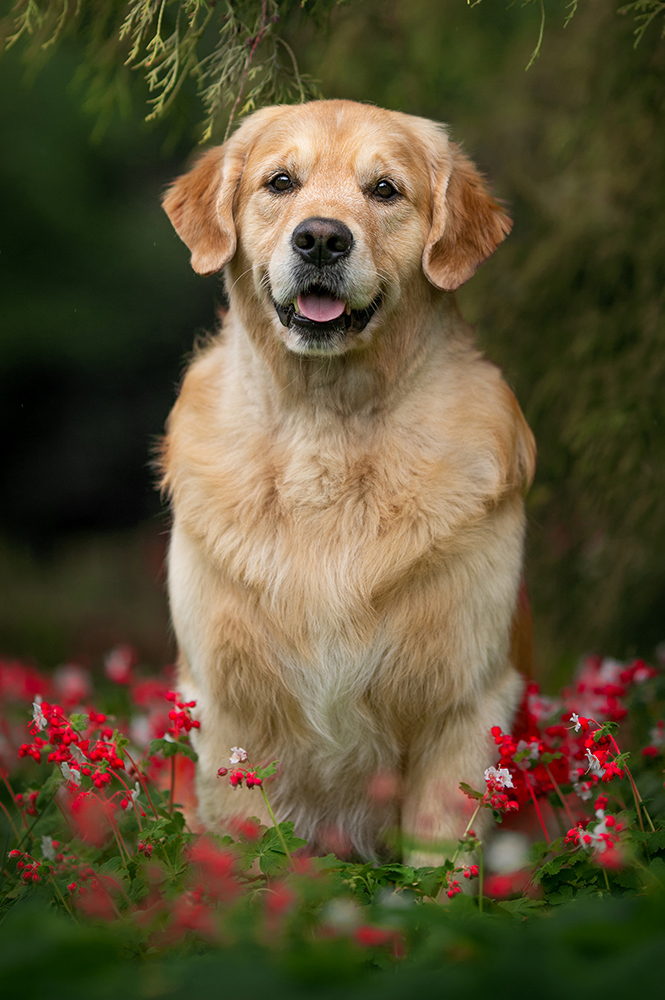 EnZo, der Papa des E-Wurfs
