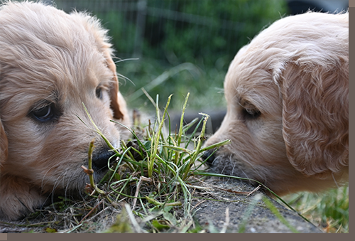 Dieses Grünzeug musst Du probieren