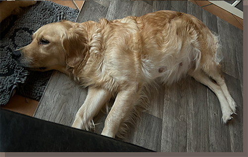 Mias süße F-Wurf-Plauze