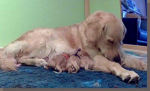 Mia bei der Geburt der F-chen