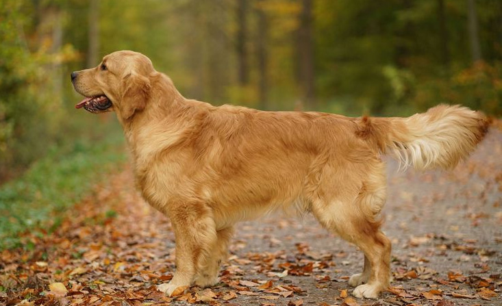 Luca, der Papa des F-Wurfs