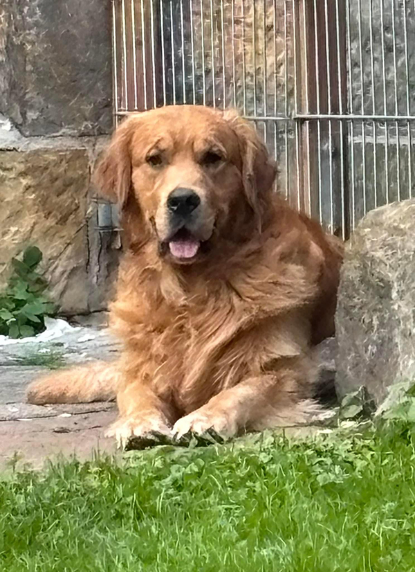 Luca, der Papa des F-Wurfs