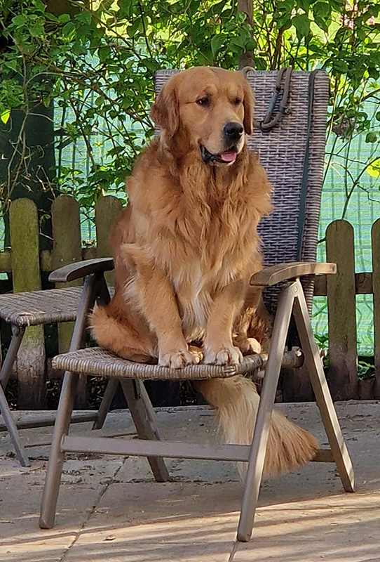 Luca, der Papa des F-Wurfs