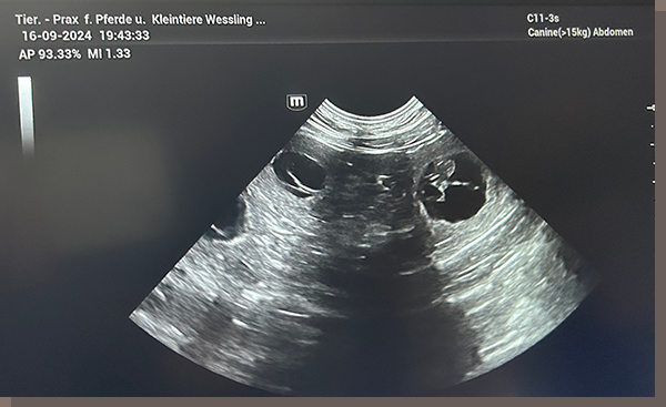 Die Babies vom F-Wurf