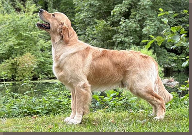 Archie, Mias Traumprinz