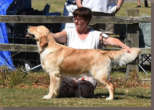 archie, der Papa des G-Wurfs