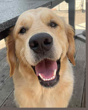 Archie, der Papa des G-Wurfs